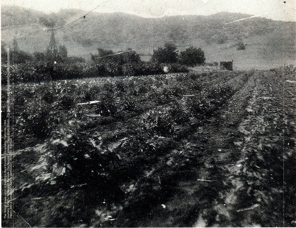 Brian Wilson And Van Dyke Parks : Orange Crate Art (CD, Album, SRC)