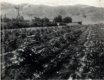 Brian Wilson And Van Dyke Parks : Orange Crate Art (CD, Album, SRC)