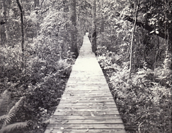 The Derek Trucks Band : Joyful Noise (CD, Album)