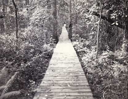 The Derek Trucks Band : Joyful Noise (CD, Album)