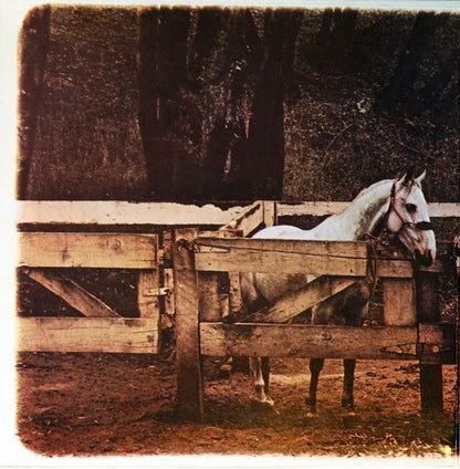 Van Morrison : Tupelo Honey (LP, Album, RE, Win)