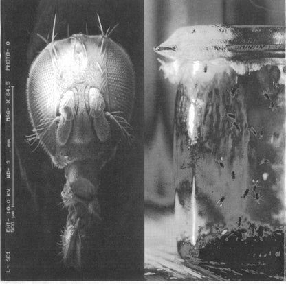 Alice In Chains : Jar Of Flies (CD, EP, No )