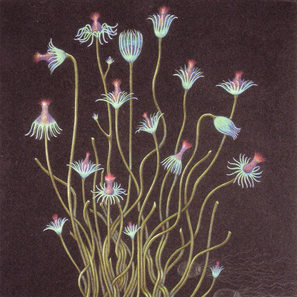 Lisa Germano : In The Maybe World (CD, Album, Dig)